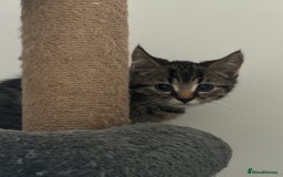 American Shorthair cats for sale: Ready to leave 2 boy kittens left  in Ilford - Image 16