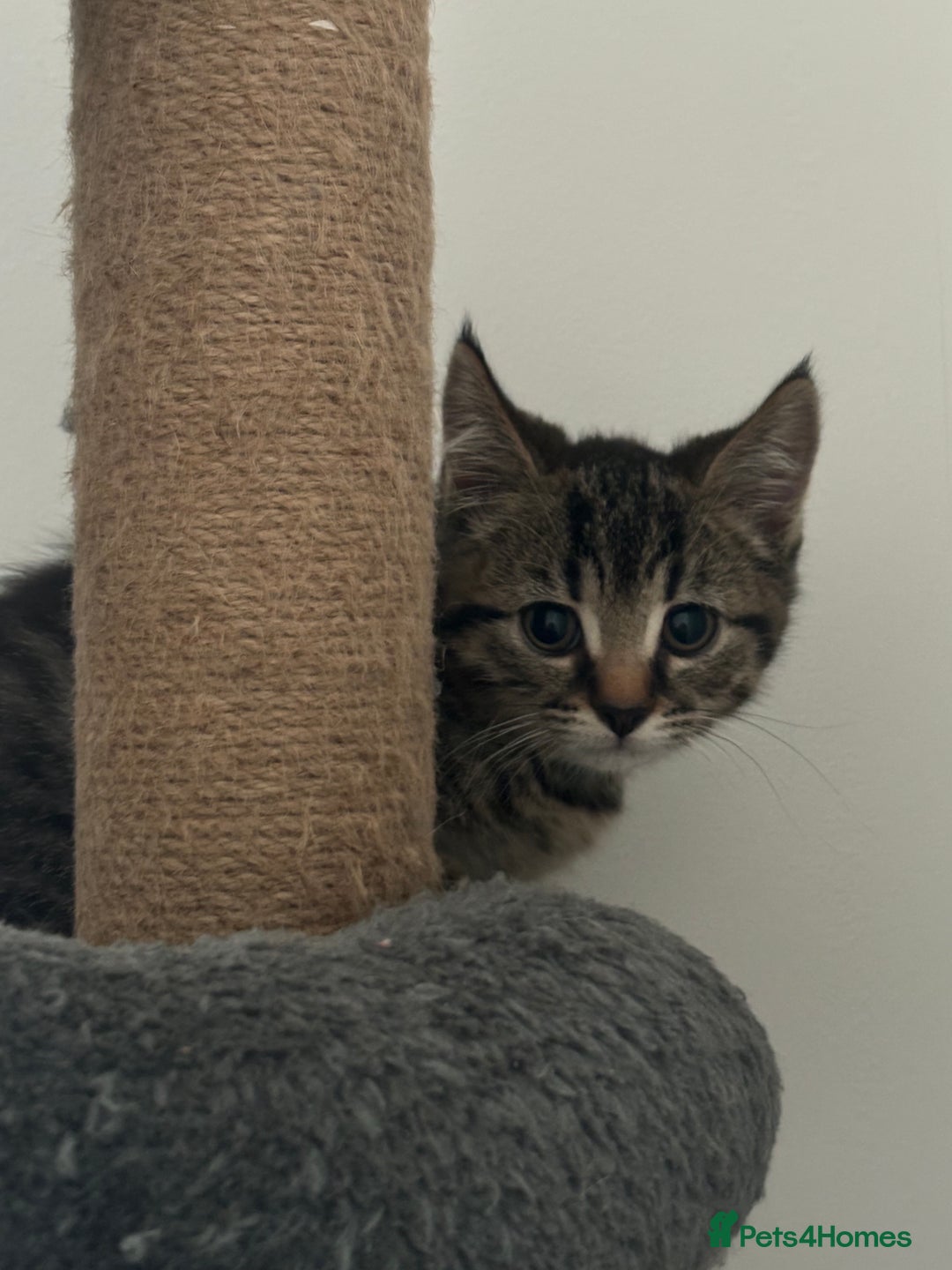 American Shorthair cats for sale: Ready to leave 2 boy kittens left  in Ilford - Image 16