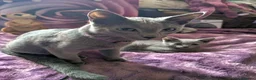 Russian Blue cats for sale: Russian Blue boy , N.London - Advert 4