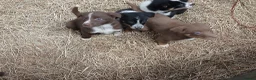 Border Collie dogs for sale: Farm collie puppies  - Advert 5