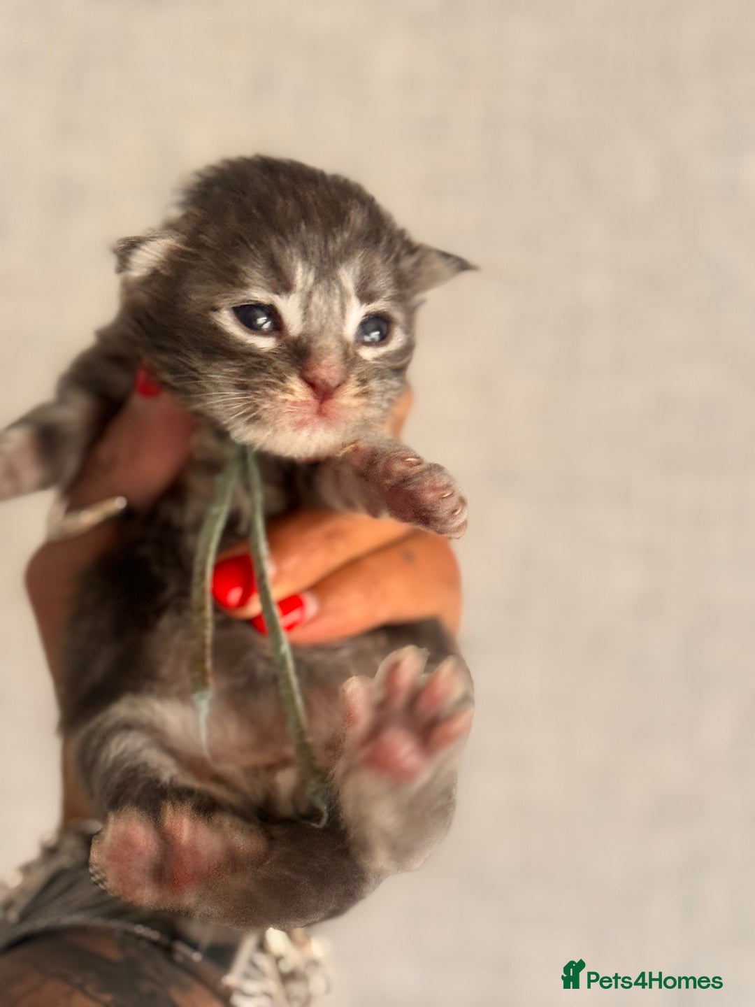 Maine Coon cats for sale: November Maine Coon Litter – Waiting List Open! - Advert 6