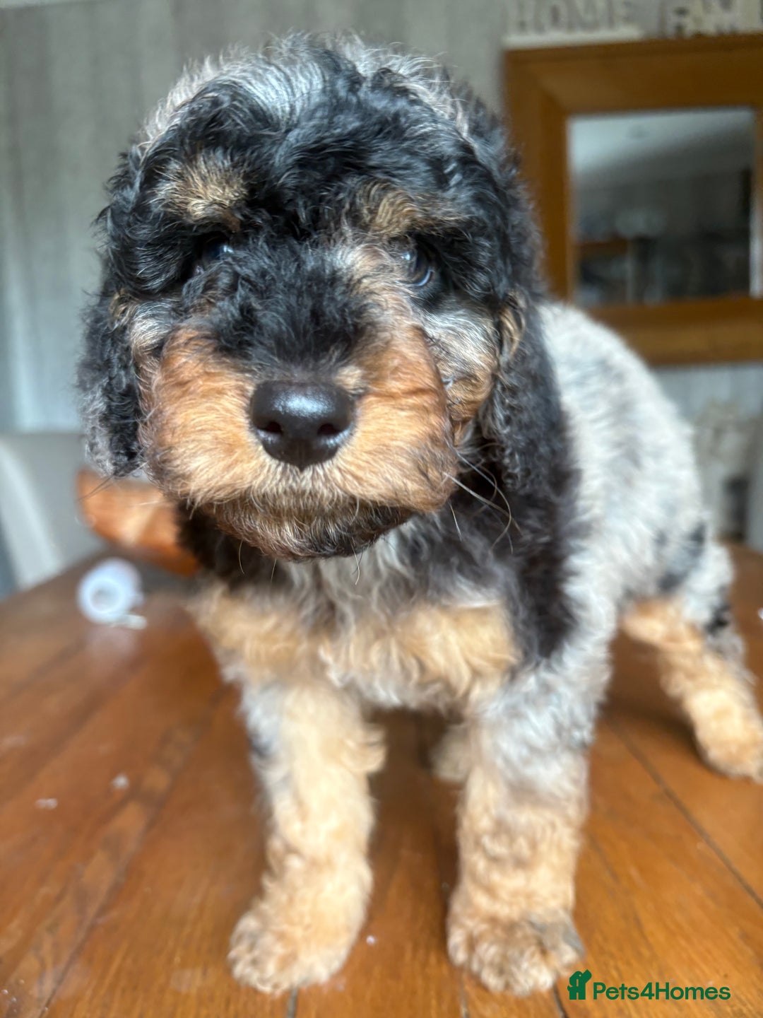 Cockapoo dogs for sale: 2 Male F2 Rare Merle Cockapoo Pups - Advert 12