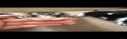 Domestic Shorthair cats for sale: 3 Beautiful Kittens Looking for Their Forever Home - Advert 15