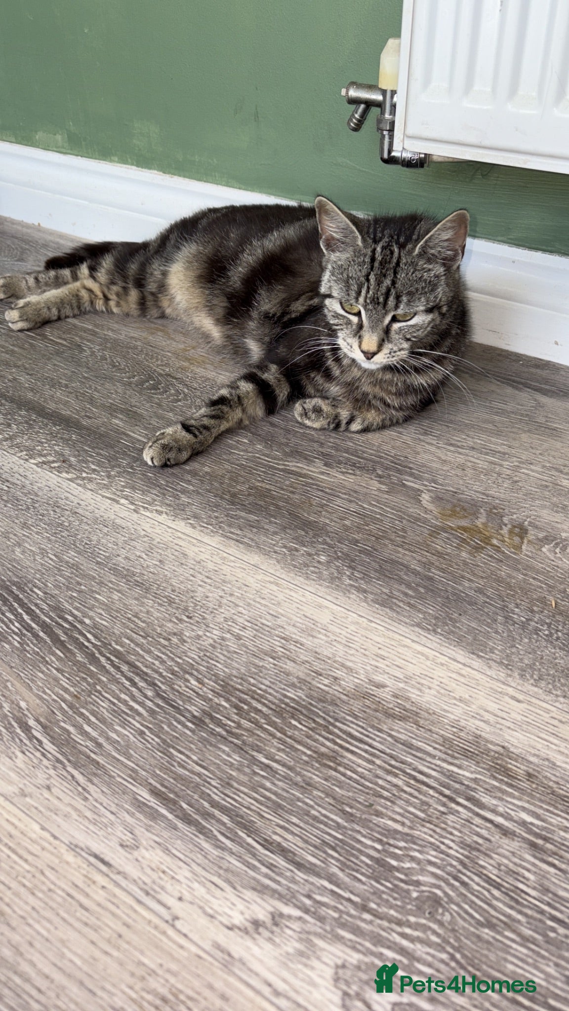 Mixed Breed cats Kittens - Advert 6