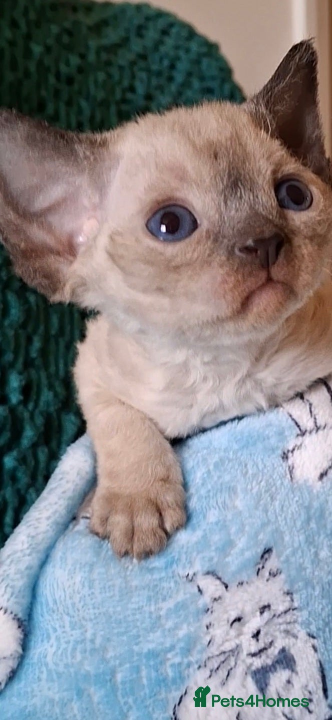 Devon Rex cats Devon Rex -the price includes sterilization - Advert 2
