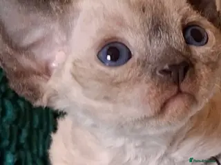 Devon Rex cats Devon Rex -the price includes sterilization - Advert 2
