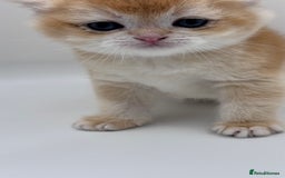 British Shorthair cats for sale: GCCF BSH BY12 GOLDEN CHOCOLATE KITTENS  - Image 4