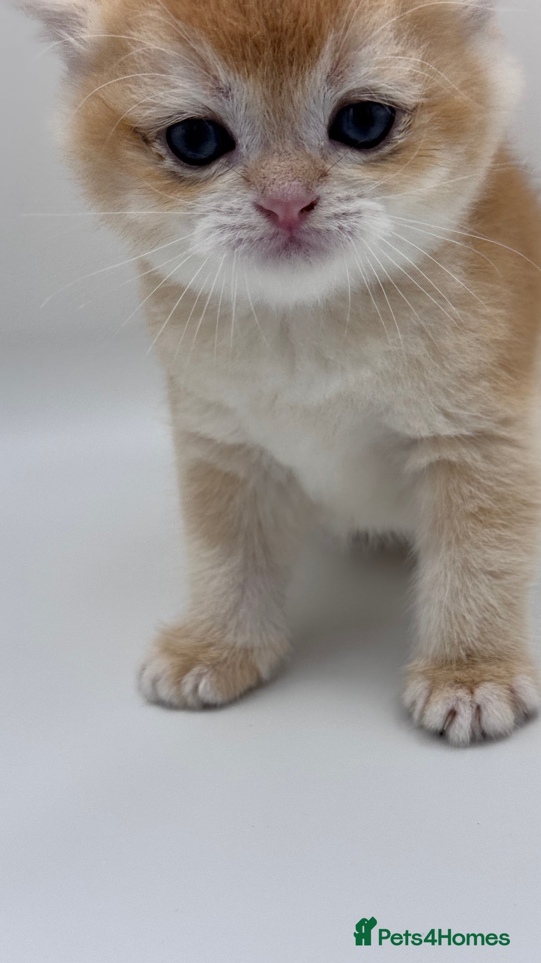 British Shorthair cats for sale: GCCF BSH BY12 GOLDEN CHOCOLATE KITTENS  - Image 4