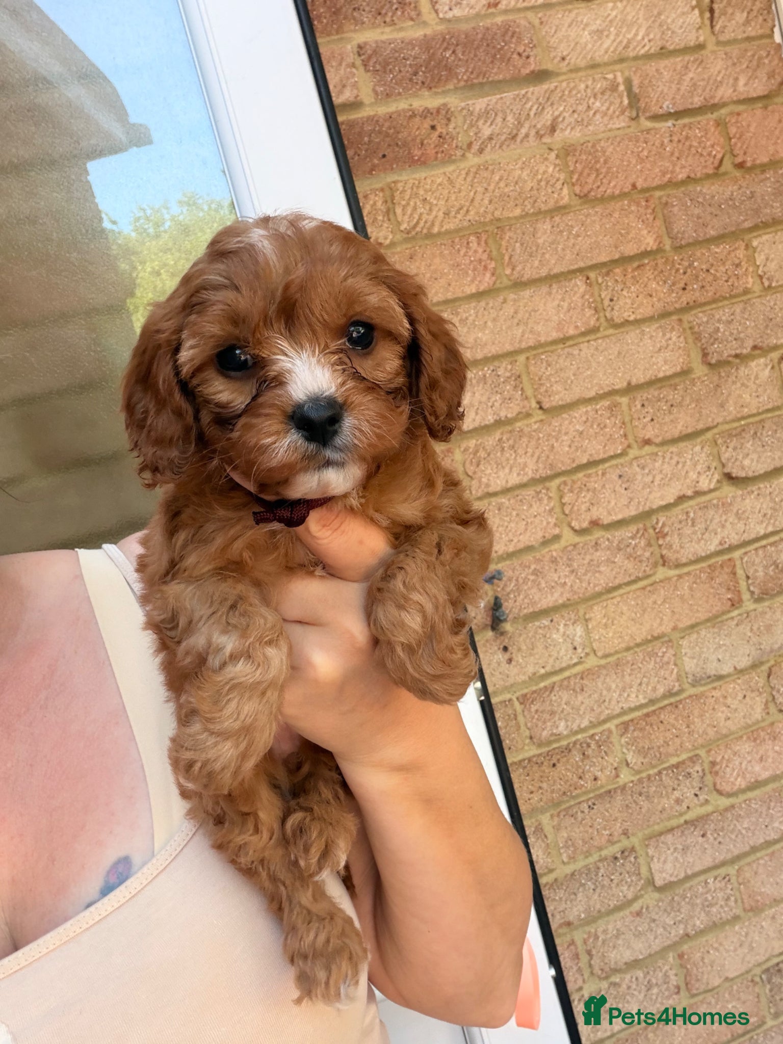 Cavapoo dogs F1 cavapoos 🥰dna health clear parents,💙🩷  - Advert 2
