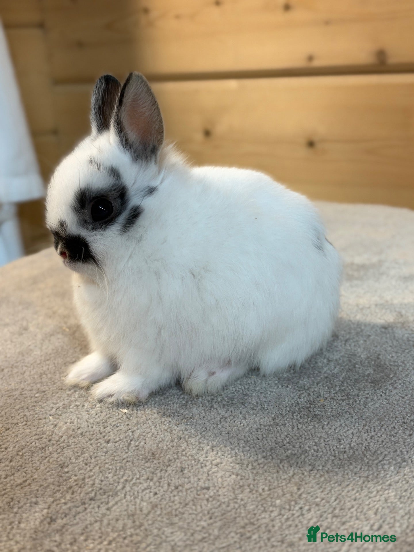 Netherland Dwarf rabbits Stunning Netherland Dwarfs  - Advert 1