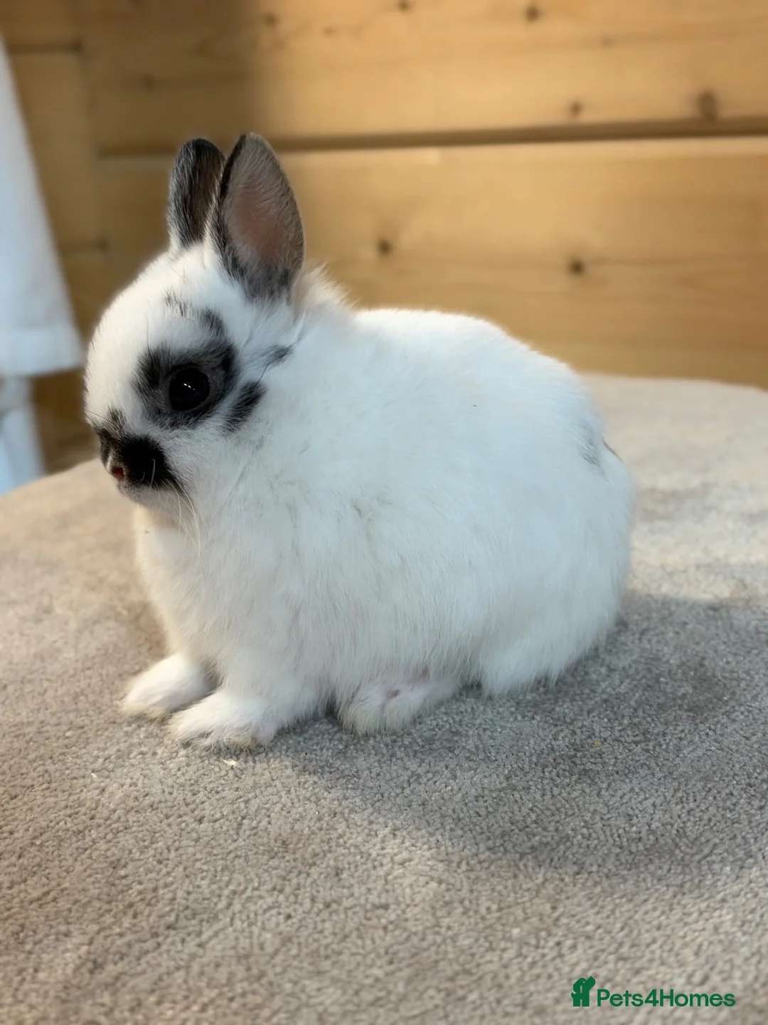 Netherland Dwarf rabbits for sale: Stunning Netherland Dwarfs  - Advert 1