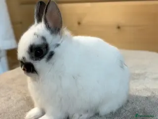 Netherland Dwarf rabbits Stunning Netherland Dwarfs - Advert 1