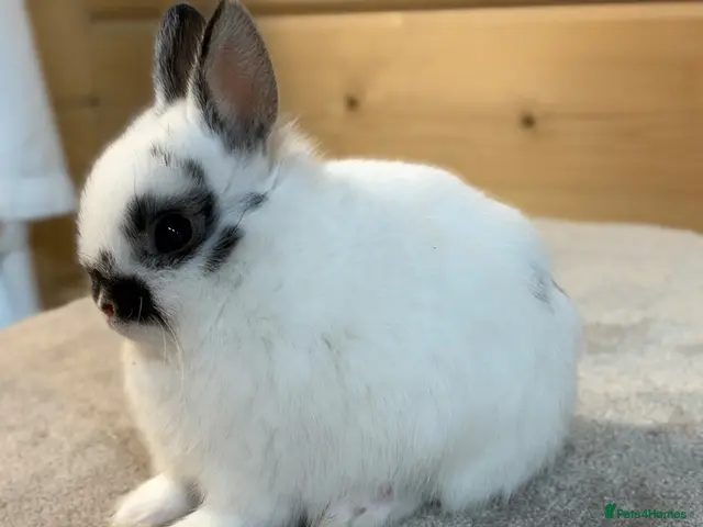 Netherland Dwarf rabbits Stunning Netherland Dwarfs - Advert 1