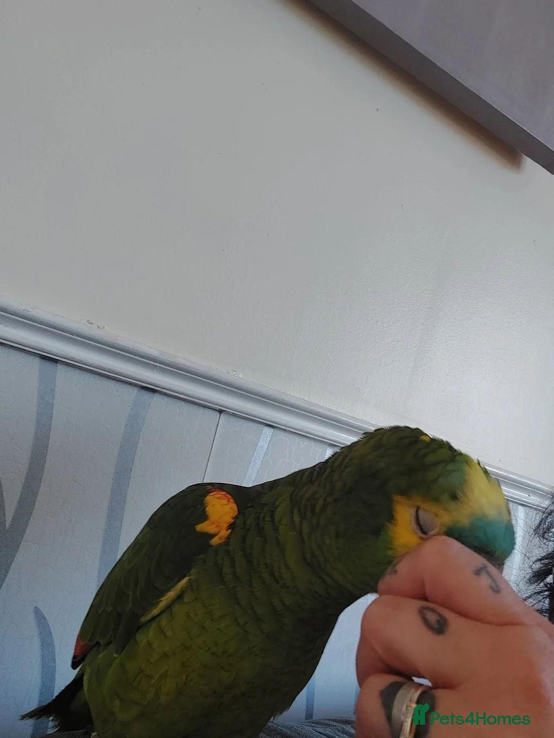 Parrots birds for sale: Beautiful Amazon parrot  in Oakham - Advert 4