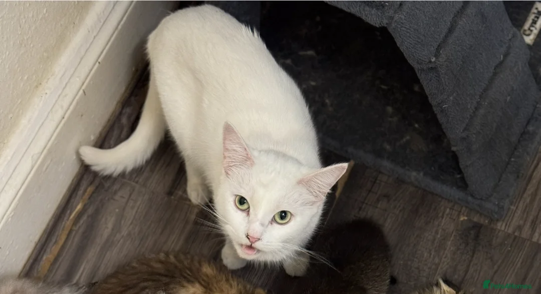 Scottish Fold cats for sale: Kittens - Advert 8