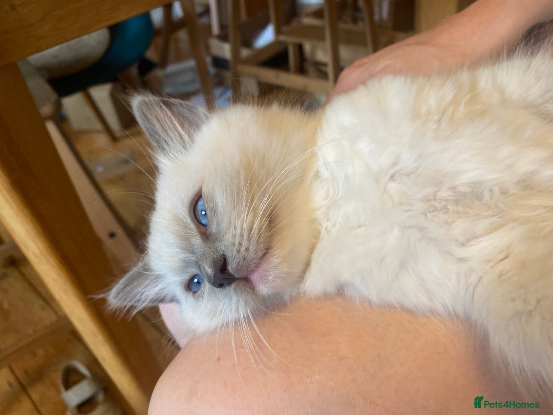 Ragdoll cats for sale: Friendliest Pedigree Ragdoll Kittens  - Image 1