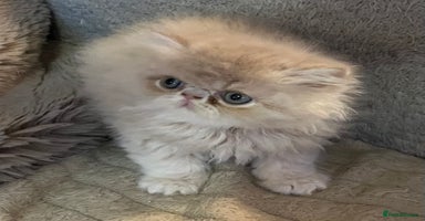 Exotic cats CHUNKY SHOW QUALITY MALE - Advert 4