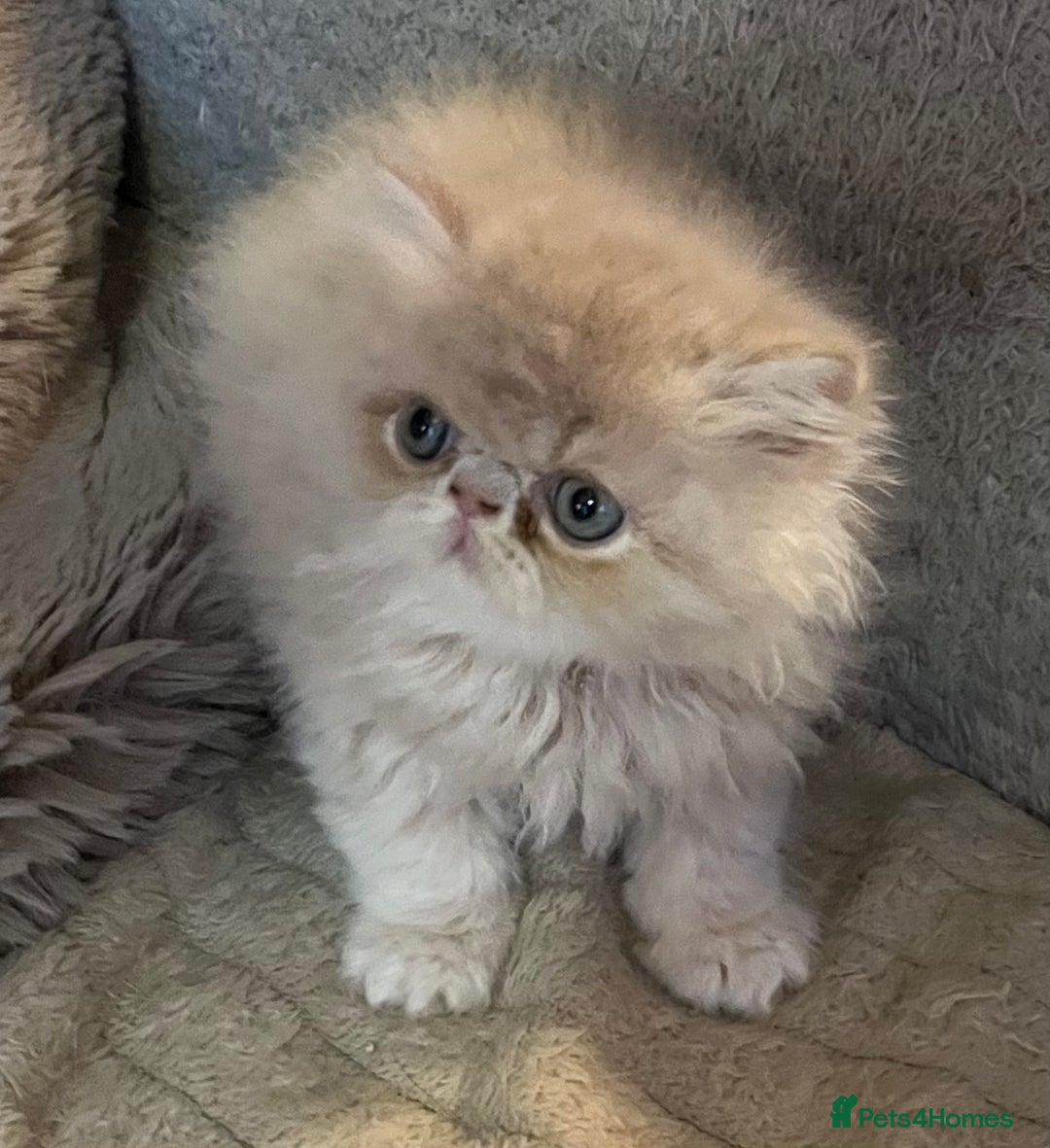 Exotic cats for sale: CHUNKY SHOW QUALITY GCCF REGISTERED MALE - Image 2