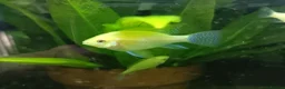 Cichlids fish for sale: Dark knight and golden cichlid rams - Advert 5