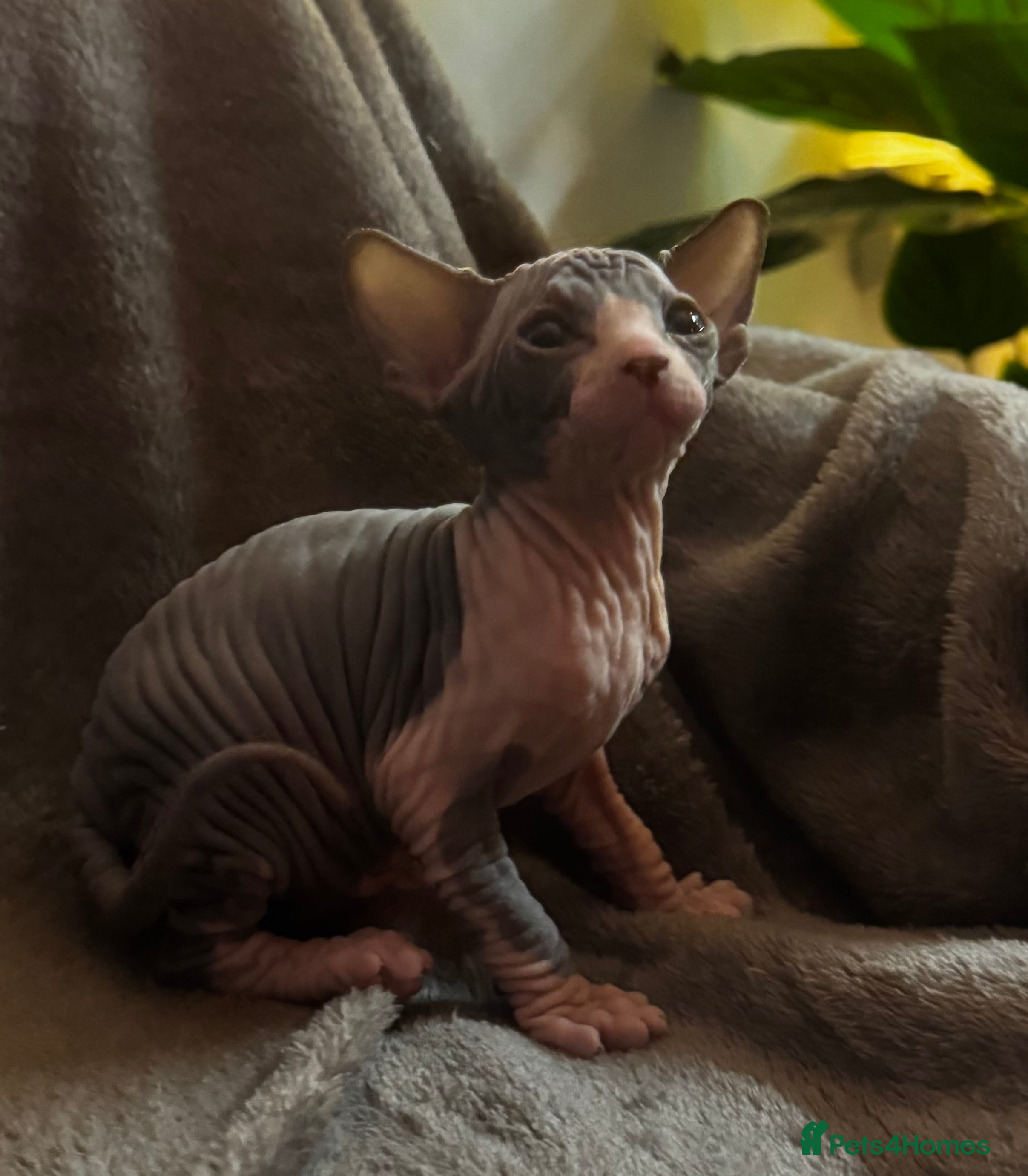 Sphynx cats Adorable female Sphynx  - Advert 1