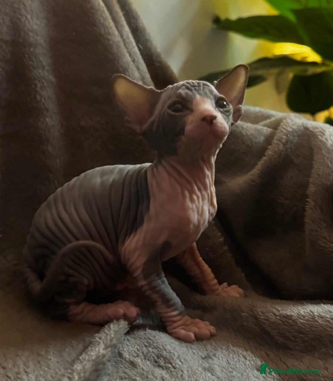Sphynx cats for sale: Adorable female Sphynx  - Advert 1