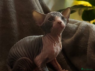 Sphynx cats Adorable female Sphynx - Advert 1