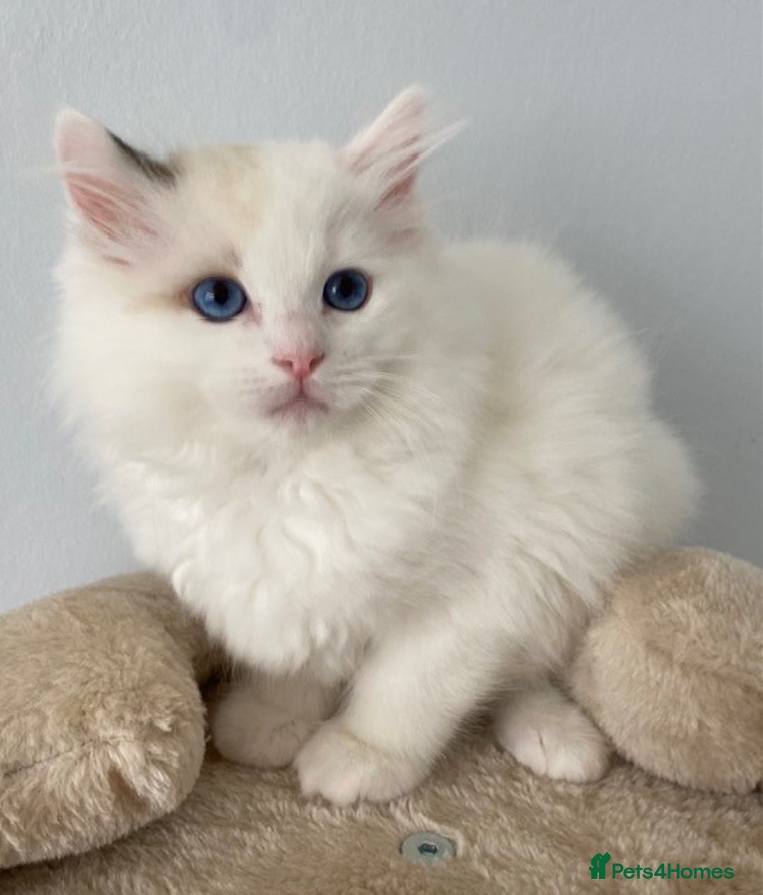 Ragdoll cats for sale: TICA REGISTERED PUREBRED RAGDOLL KITTENS AVAILABLE - Advert 24