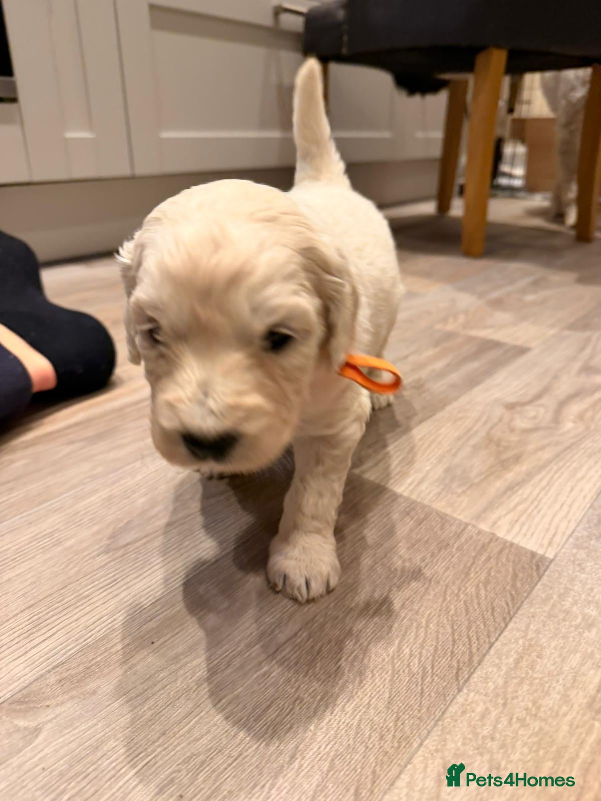 Goldendoodle dogs !!Last one!! F3 Golden doodle puppies  - Advert 1