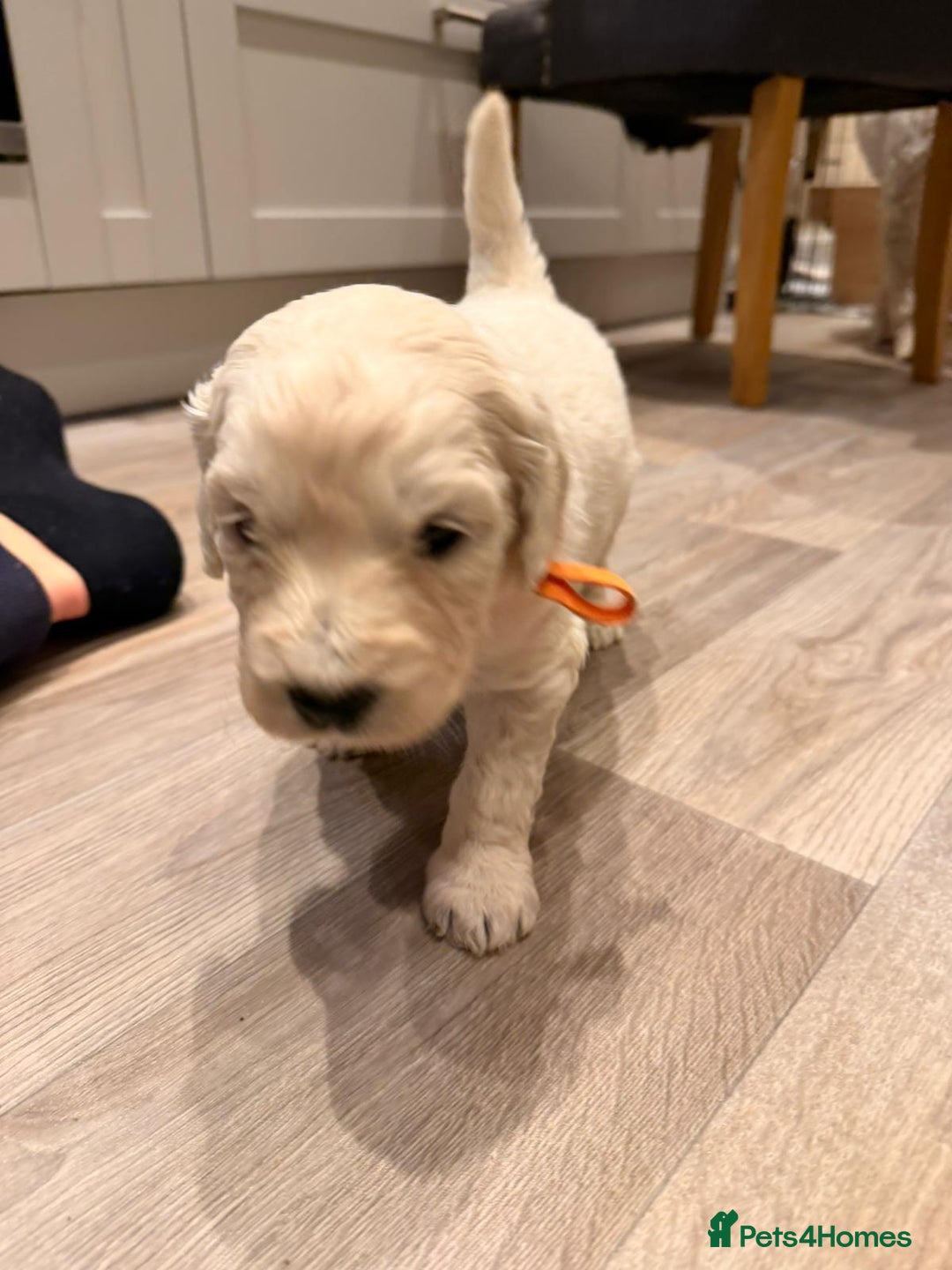 Goldendoodle dogs for sale: Golden doodle puppies  - Advert 11