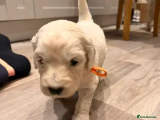 Goldendoodle dogs !!Last one!! F3 Golden doodle puppies - Advert 6