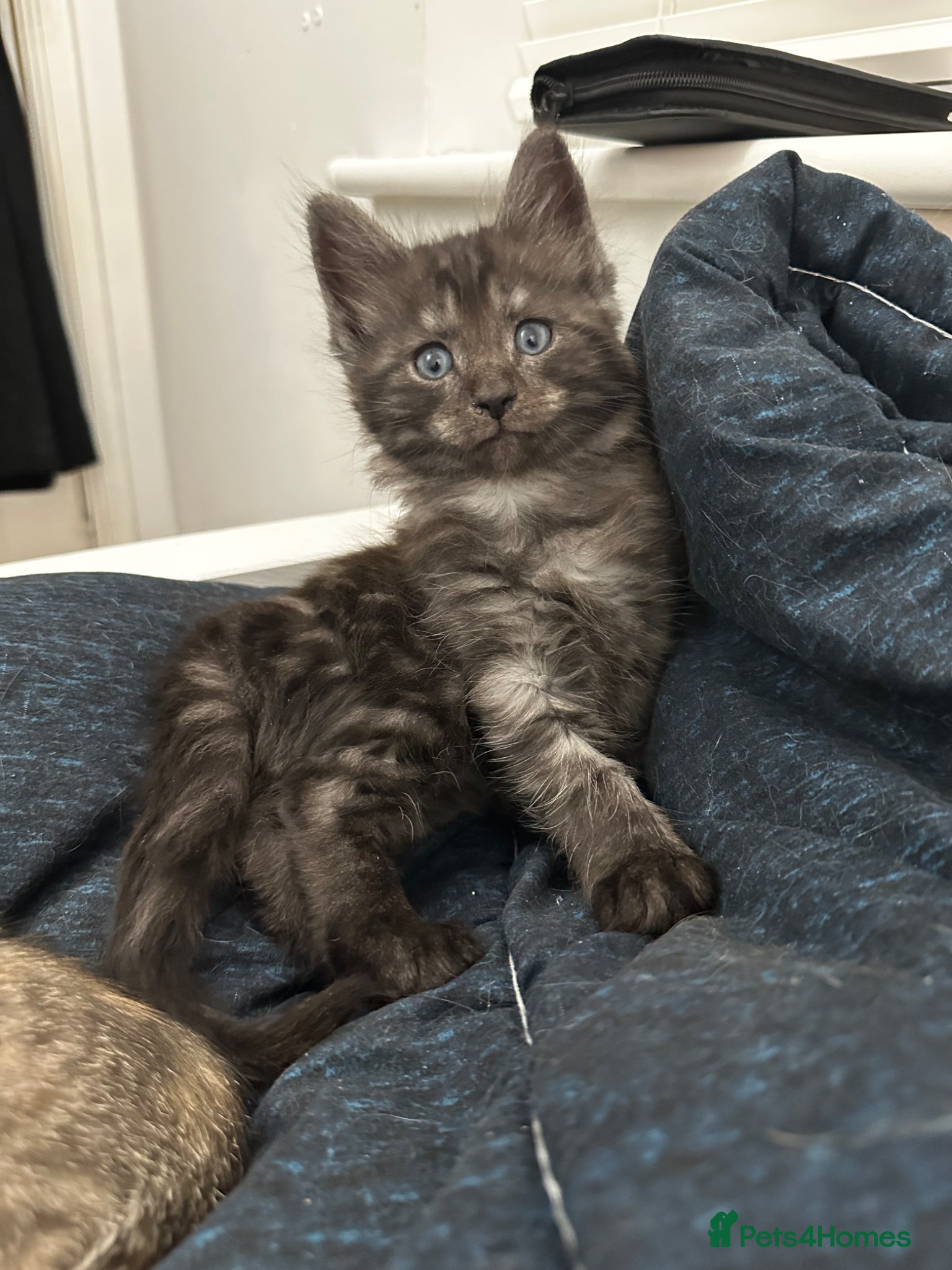 Mixed Breed cats Only 1 Beautiful Kitten. Ready to Leave 21 May! - Advert 8