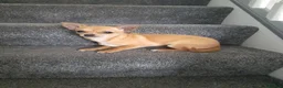 Chihuahua dogs for sale: AVAILABLE: PRICE LOWERED - Advert 3