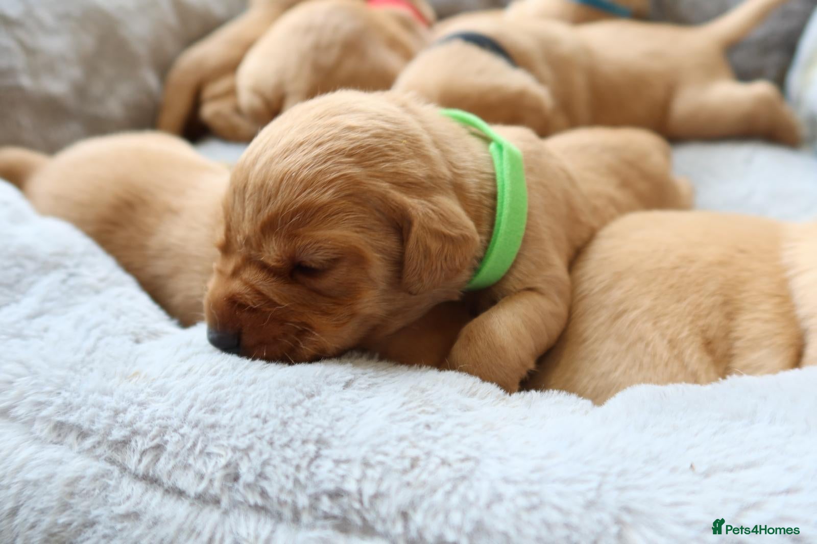 Labrador Retriever dogs 7 red fox Labrador puppies  - Advert 2