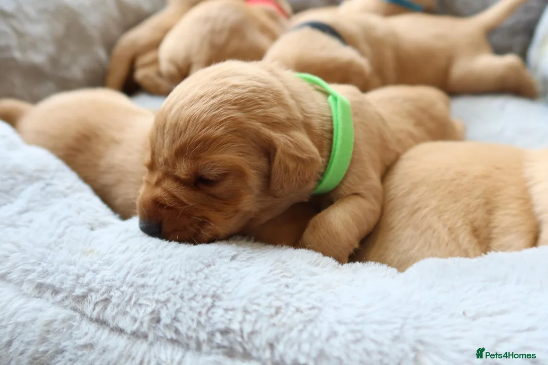 Labrador Retriever dogs for sale: 7 red fox Labrador puppies  in Leicester - Advert 2