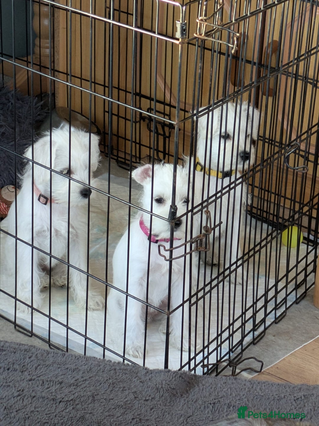 Miniature Schnauzer dogs for sale: Adorable white schnauzer puppy-last one left now  - Image 14