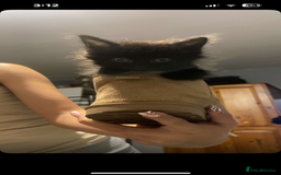 Maine Coon cats for sale: half maine coon kittens (2 females) - Image 4