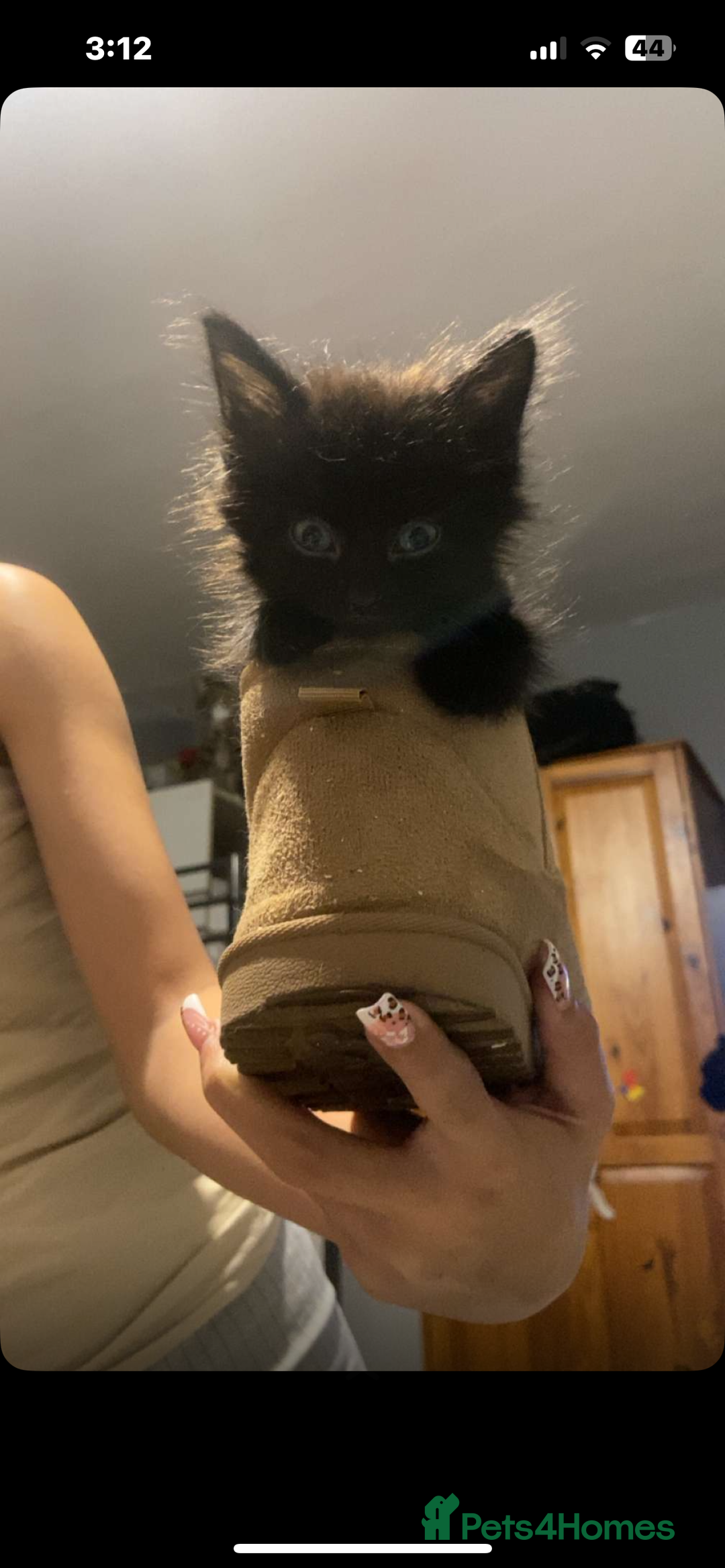 Maine Coon cats for sale: half maine coon kittens (2 females) - Image 4