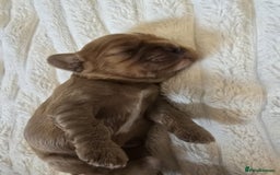 Cavalier King Charles Spaniel dogs for sale: Ruby boys kc cavalier King Charles puppies  - Image 31