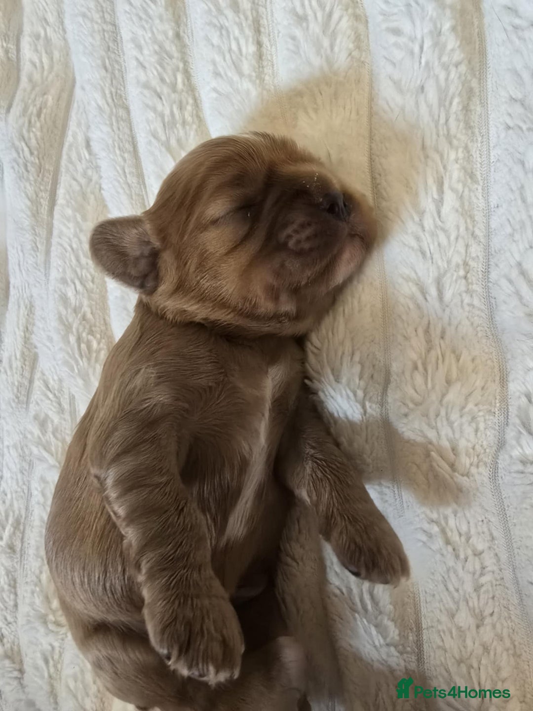 Cavalier King Charles Spaniel dogs for sale: Ruby boys kc cavalier King Charles puppies  - Image 31