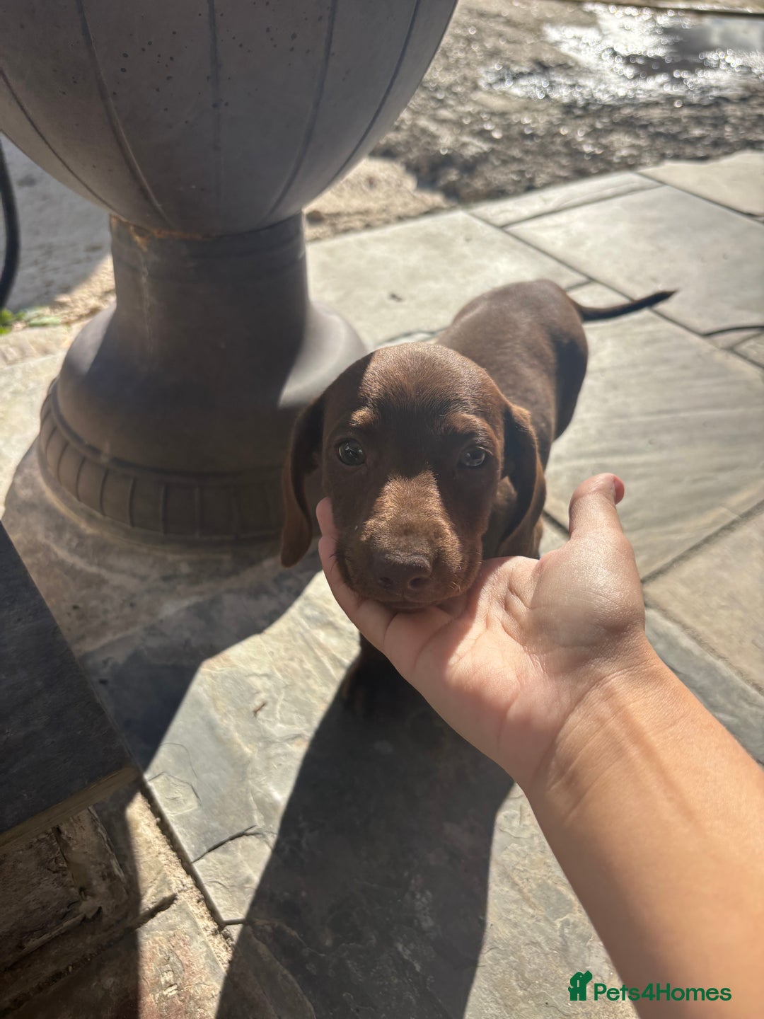 Miniature Dachshund dogs for sale: true miniature dachshunds - Image 10