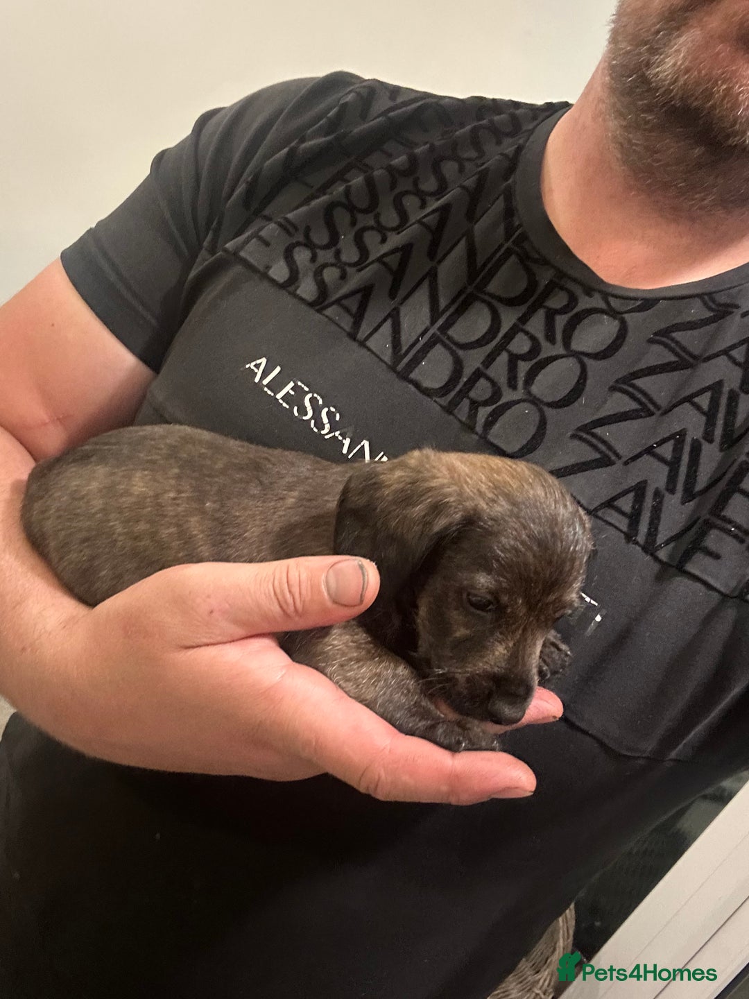 Mixed Breed dogs for sale: Doxiepoo puppys, Dachshund, Poodle - Image 4