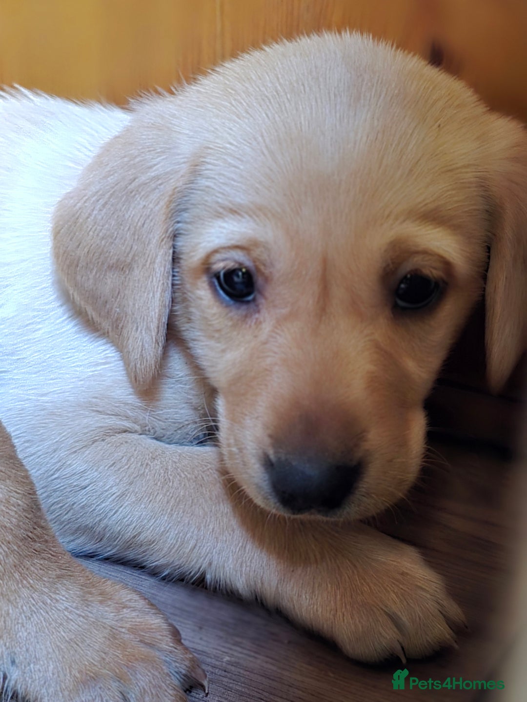 Labrador Retriever dogs for sale: Beautiful Labradors. Ready to go! - Advert 29