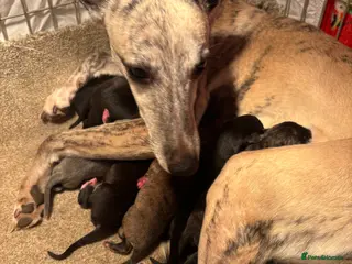 Whippet dogs Beautiful KC registered Whippet puppies - Advert 7