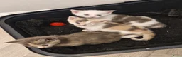 British Shorthair cats for sale: STUNNING RARE DILUTE CALICO KITTENS   - Advert 23