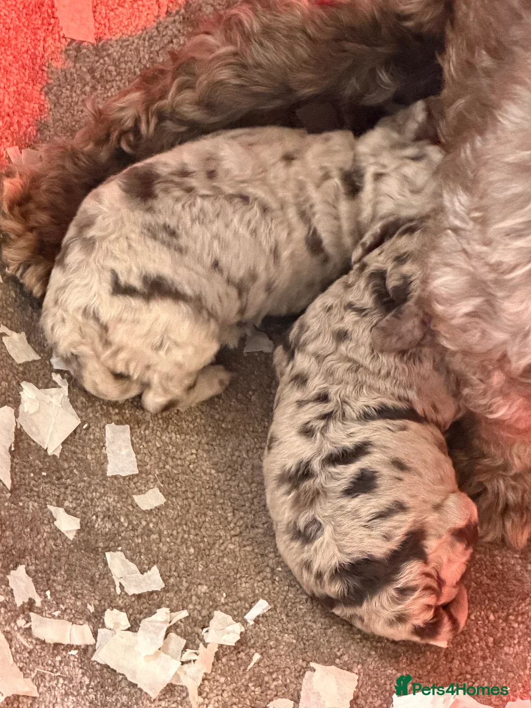 Cockapoo dogs for sale: 4 beautiful cockapoos puppies - Advert 7