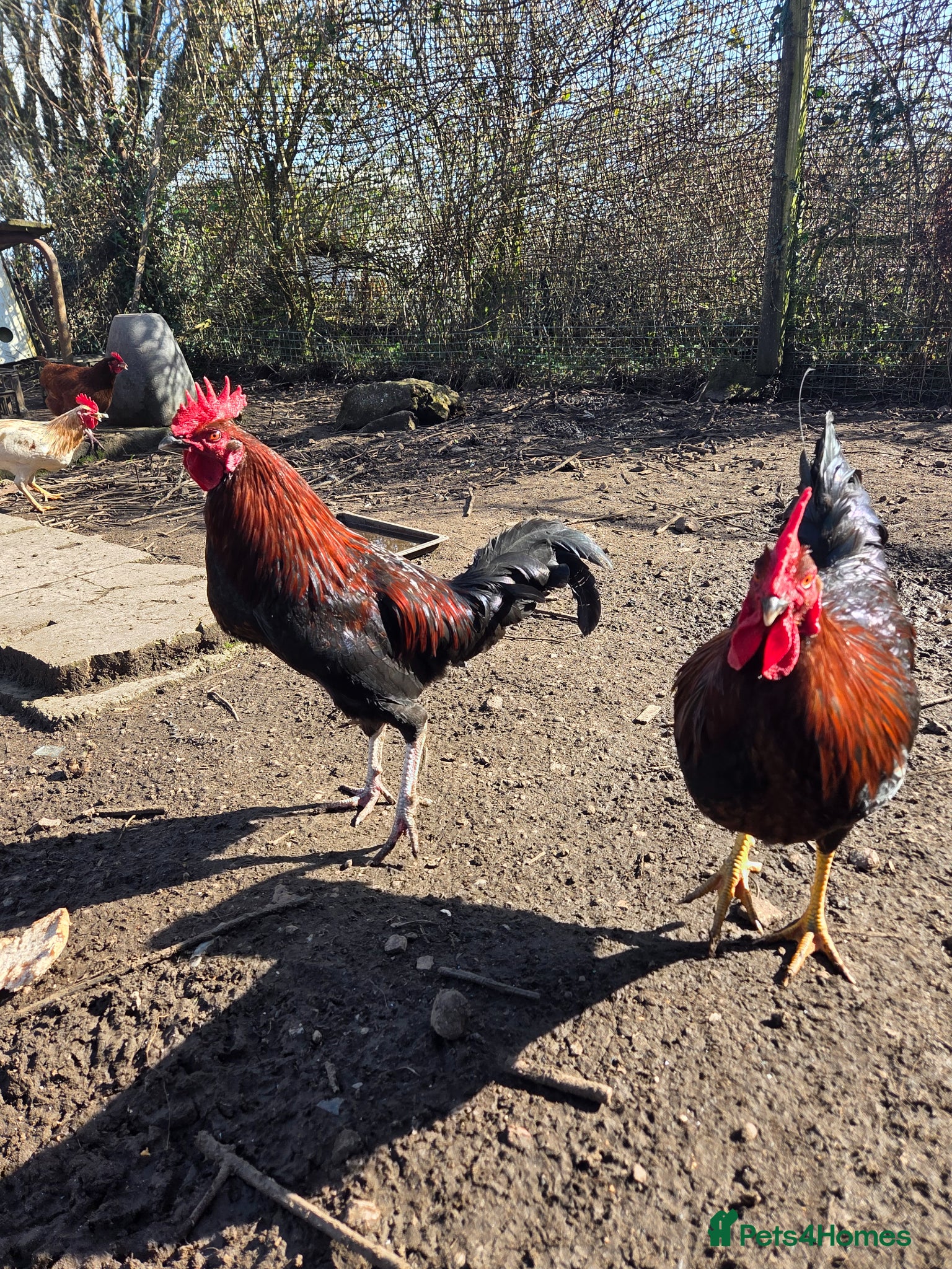 Chickens poultry Cockerells for sale - Advert 2