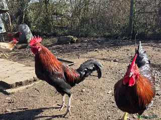 Chickens poultry Cockerells for sale - Advert 2