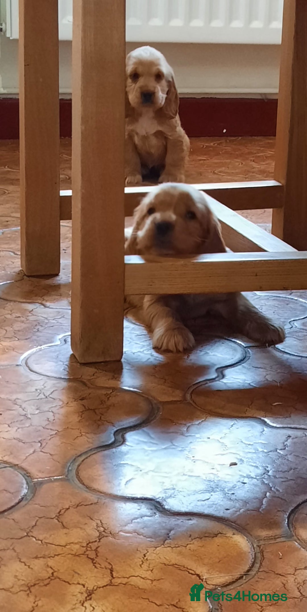 Cocker Spaniel dogs for sale: Cocker spaniel puppies  - Image 12