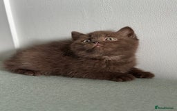 British Shorthair cats for sale: 🌈Beautiful Full Pedigree British Shorthairs 🌈🐱 - Image 32