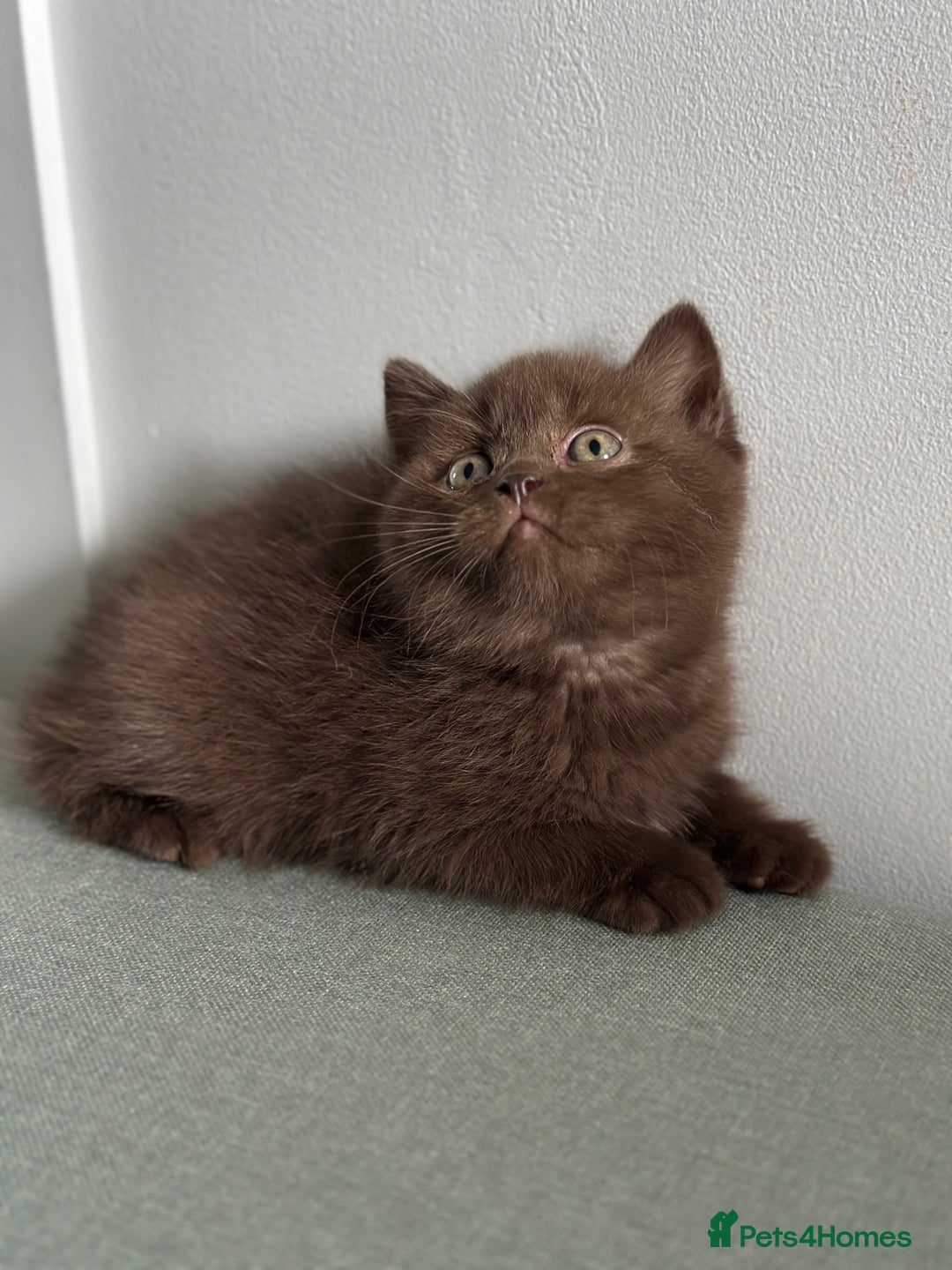 British Shorthair cats for sale: 🌈Beautiful Full Pedigree British Shorthairs 🌈🐱 - Image 32